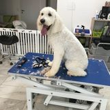 Labradoodle Nala