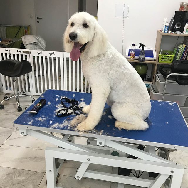 Labradoodle Nala