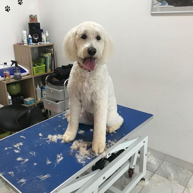 Labradoodle Nala